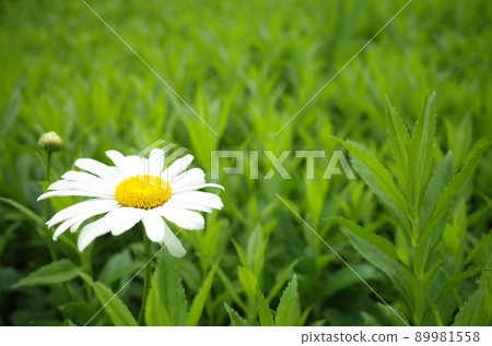 White shaster daisy flowers White shaster daisy flowers 89981558