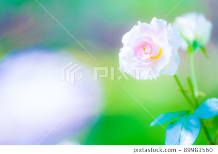 Akao Forest Akao Forest 89981560