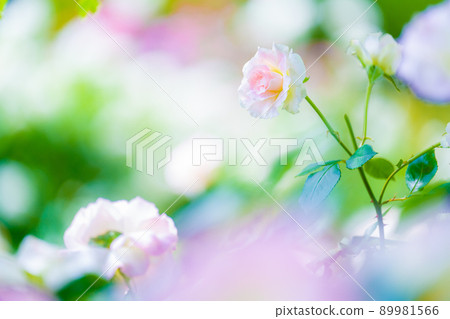 Akao Forest Akao Forest 89981566