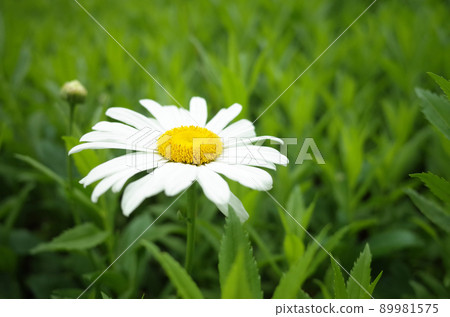 White juster daisy flower 89981575