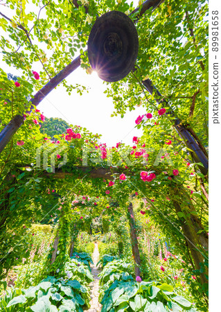 Akao Forest Akao Forest 89981658