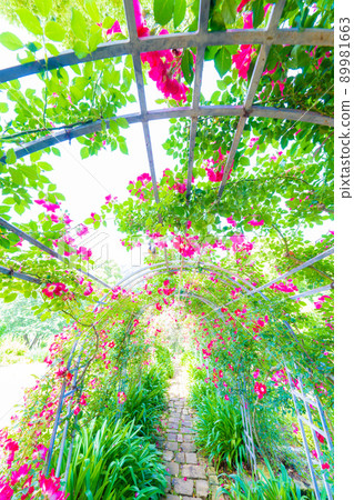 Akao Forest Akao Forest 89981663