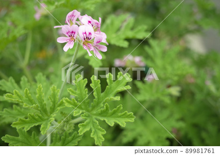 Pink geranium flowers 89981761