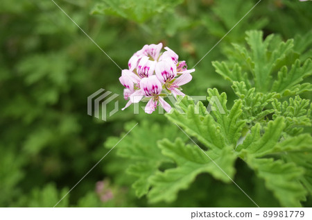 Pink geranium flowers Pink geranium flowers 89981779