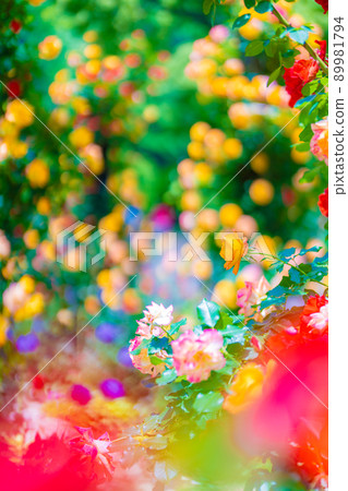 Akao Forest Akao Forest 89981794