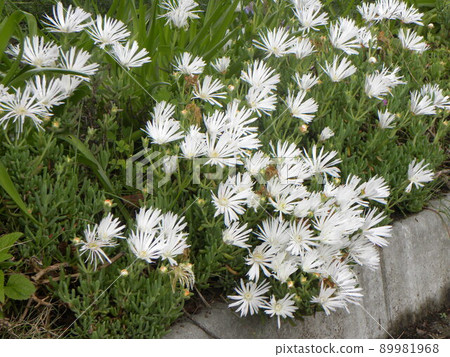White flowers of the succulent trailing ice plant White flowers of the succulent trailing ice plant 89981968