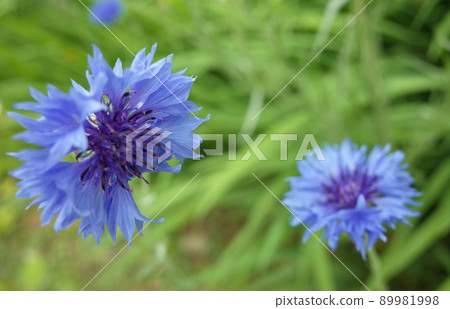 Blue flower chrysanthemum flower 89981998