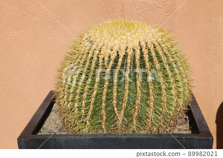 Close up image of cactus Close up image of cactus 89982021