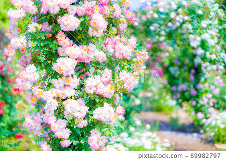 Akao Forest Akao Forest 89982797