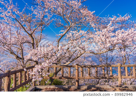 瀨戶內島波海道/岩木島關前山 3,000 株櫻花 89982946