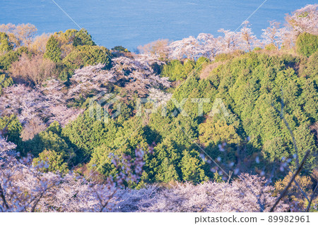 Setouchi Shimanami Kaido / Iwagi Island Sekizenyama 3,000 cherry blossoms 89982961