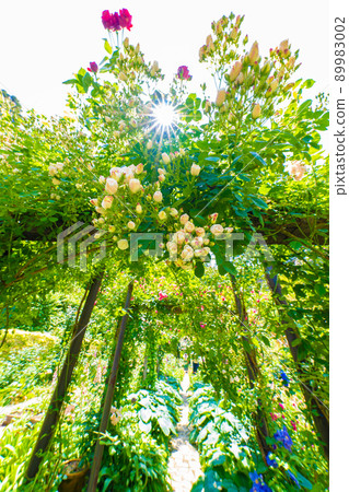 Akao Forest Akao Forest 89983002
