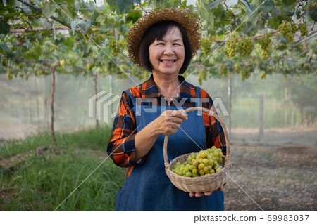 Senior Asian farmer harvesting fresh sweet  organic grape fruit in greenhouse. 89983037