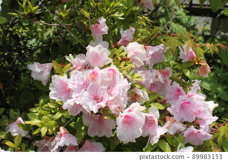 Azalea Azalea 89983153