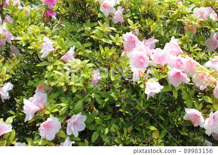 映山紅 映山紅 89983156