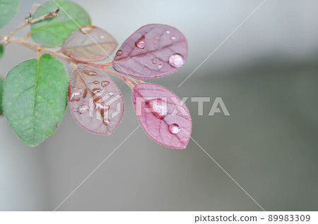Loropetalum chinense, Chinese Fringe Flower or Chinese Witch Hazel or Loropetalum or rubrum Yieh or   Hamamelidaceae and dew 89983309