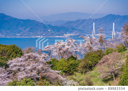 瀨戶內島波海道、岩木島、關前山 3,000 株櫻花（後面的多多羅橋） 89983334