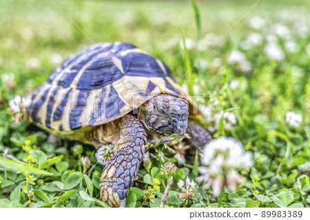 East Hermann's tortoise taking a walk 89983389