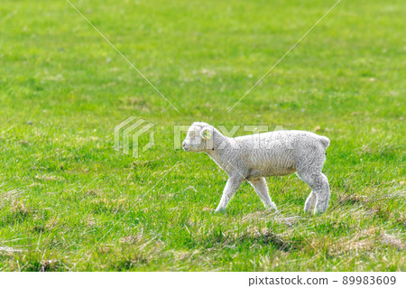 Eniwa City, Hokkaido, a walk of a newborn lamb [May] 89983609