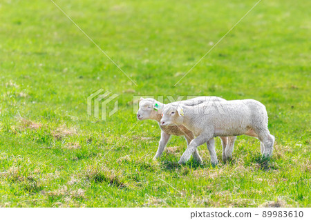 Eniwa City, Hokkaido, a walk of a newborn lamb [May] 89983610