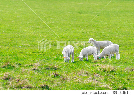 Lambs eating grass in Eniwa City, Hokkaido [May] 89983611