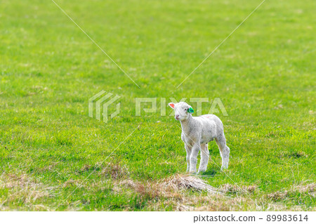 Eniwa City, Hokkaido, a walk of a newborn lamb [May] 89983614