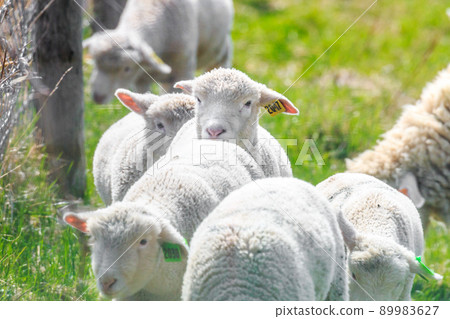 Eniwa City, Hokkaido, a walk of a newborn lamb [May] 89983627