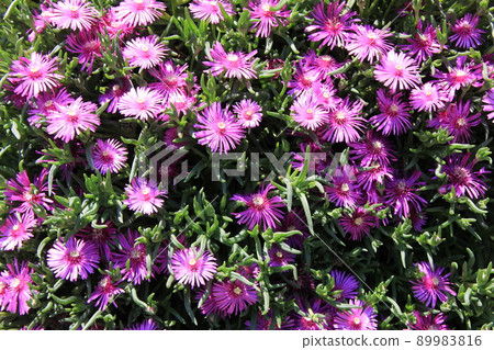 A lot of blooming "Trailing Ice Plant" A lot of blooming "Trailing Ice Plant" 89983816