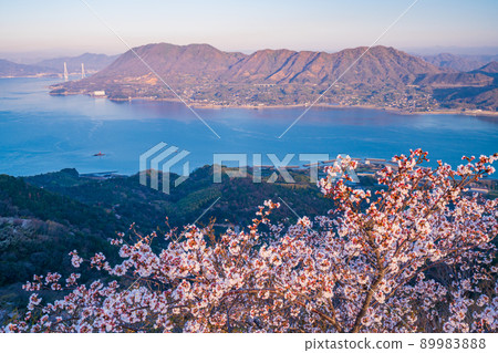 瀨戶內 / 岩木島 關前山 黎明時分的 3,000 株櫻花 89983888