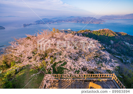 瀨戶內 / 岩木島 關前山 黎明時分的 3,000 株櫻花 瀨戶內 / 岩木島 關前山 黎明時分的 3,000 株櫻花 89983894
