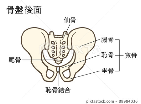 骨盆、髖骨、骶骨、髂骨、恥骨、坐骨的後表面，有名稱 89984036