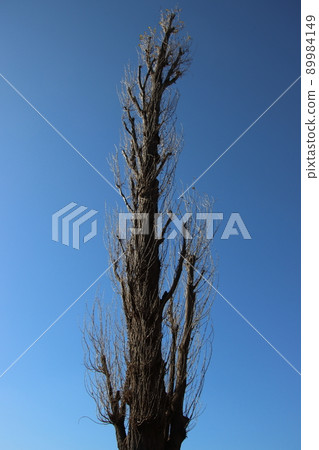 黑楊（楊樹） 89984149