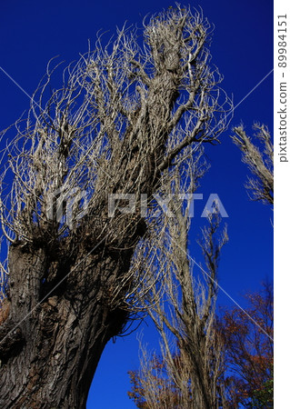 黑楊（楊樹） 89984151