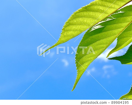 Green leaves shining in the blue sky and white clouds in summer 89984195