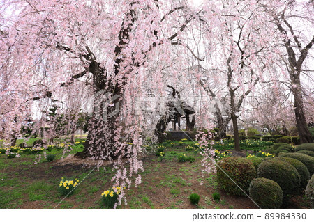 長野縣安養寺的櫻花 89984330