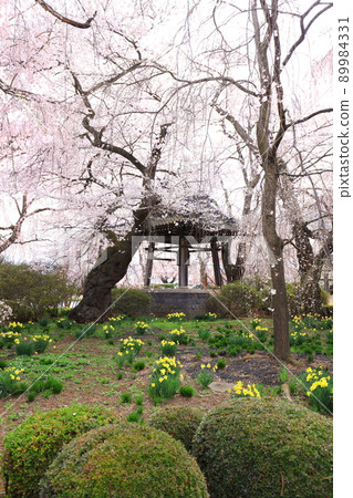 長野縣安養寺的櫻花 長野縣安養寺的櫻花 89984331