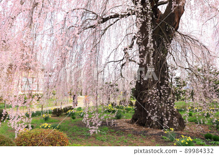 長野縣安養寺的櫻花 長野縣安養寺的櫻花 89984332