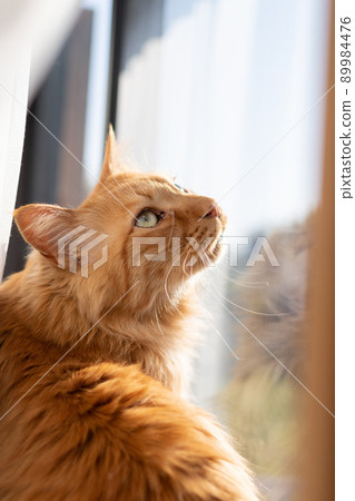 Cat looking out, tea tabby cat 89984476