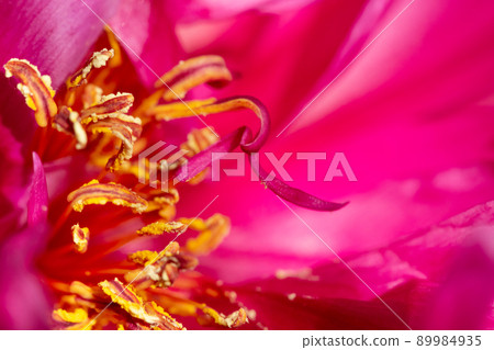Pink peony flower with yellow stamens. Pink peony flower with yellow stamens. 89984935