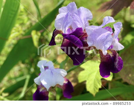 德國鳶尾花[音川河床/愛知縣岡崎市] 89985253