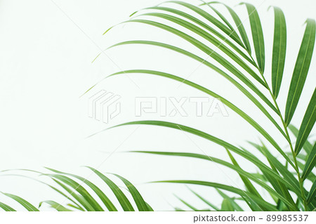 green fresh tropical houseplant palm leaves with blurred white wall background green fresh tropical houseplant palm leaves with blurred white wall background 89985537