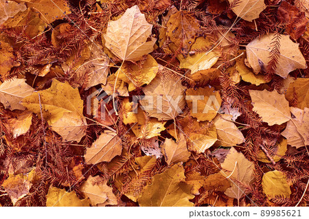 fall yellow and orange leaves background texture fall yellow and orange leaves background texture 89985621