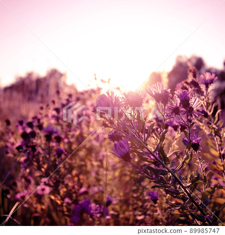 Autumn wild grass and flowers on a meadow Autumn wild grass and flowers on a meadow 89985747