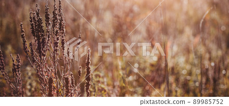 Seasonal sale website banner with wild grass on a meadow Seasonal sale website banner with wild grass on a meadow 89985752
