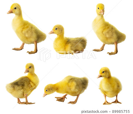 collection of cute fluffy goslings isolated on white 89985755