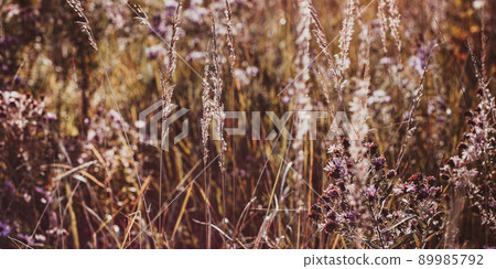 Seasonal sale website banner with wild grass on a meadow Seasonal sale website banner with wild grass on a meadow 89985792