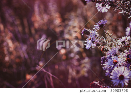 Autumn wild grass and flowers on a meadow Autumn wild grass and flowers on a meadow 89985798