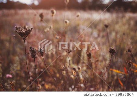 Seasonal romantic Autumn wild grass on a meadow Seasonal romantic Autumn wild grass on a meadow 89985804