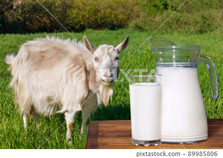 milk in glass and jug on table with goat on the background milk in glass and jug on table with goat on the background 89985806