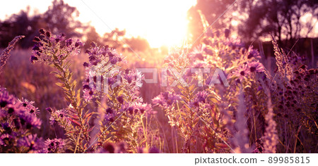 Seasonal sale website banner with wild grass on a meadow Seasonal sale website banner with wild grass on a meadow 89985815